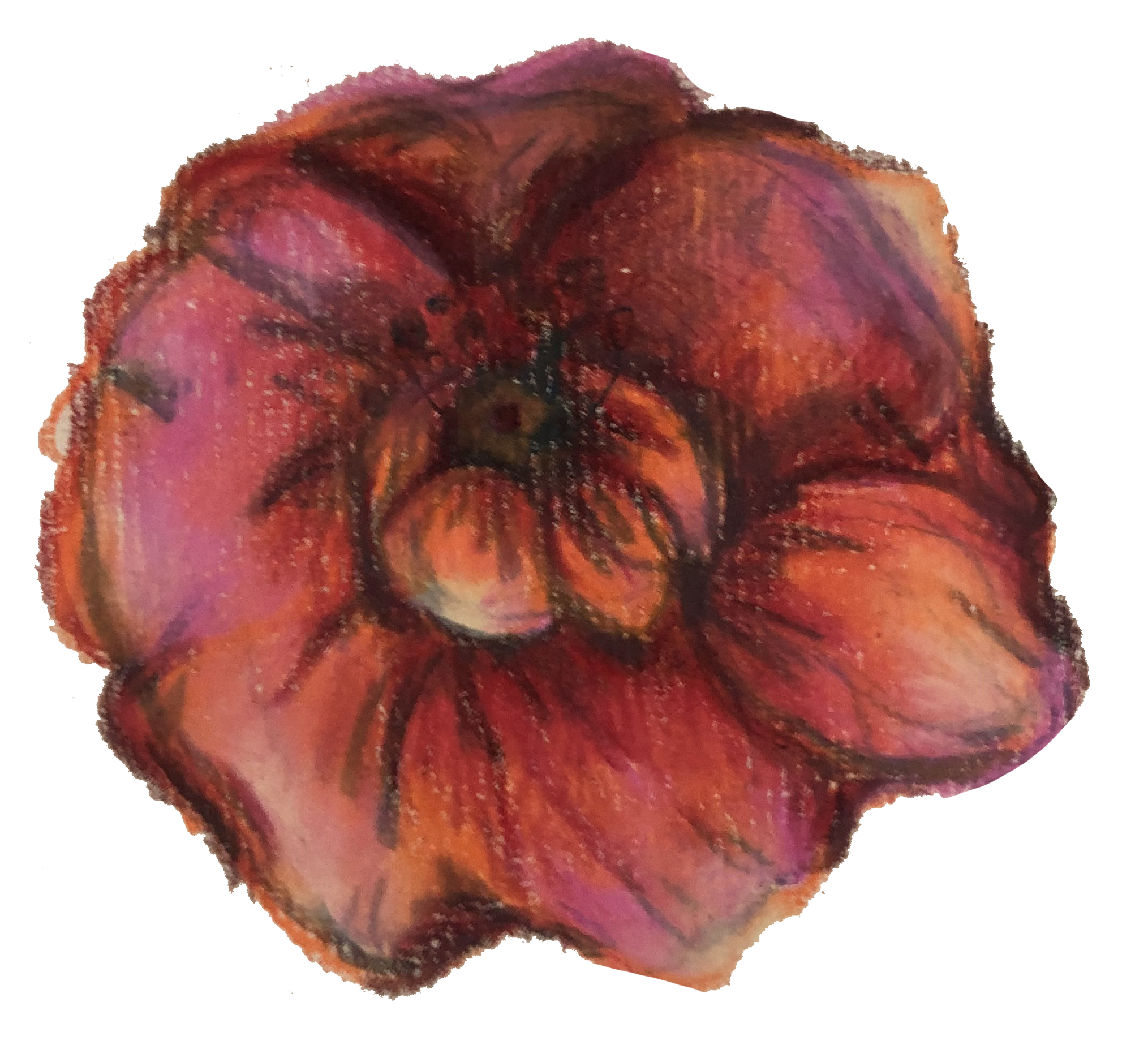 Poppy Drawing Honoring 'O'